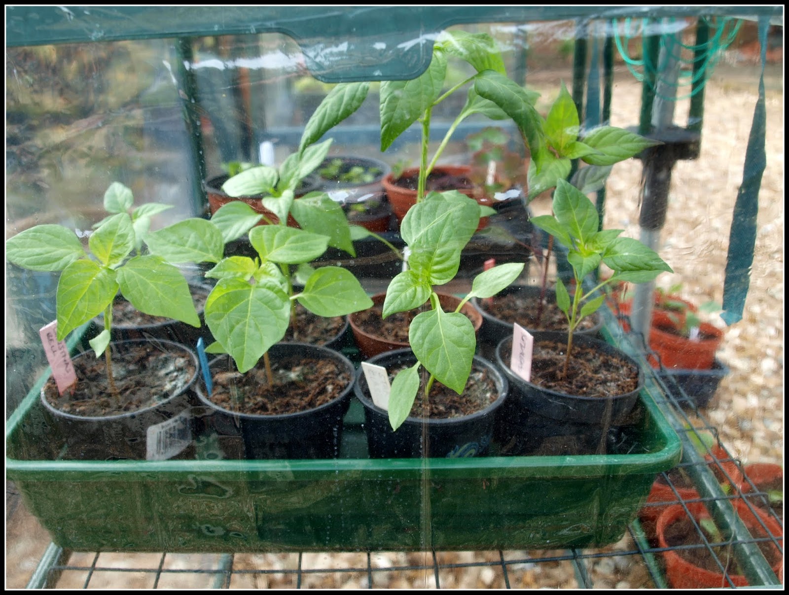 Mark's Veg Plot: The chilli plantation