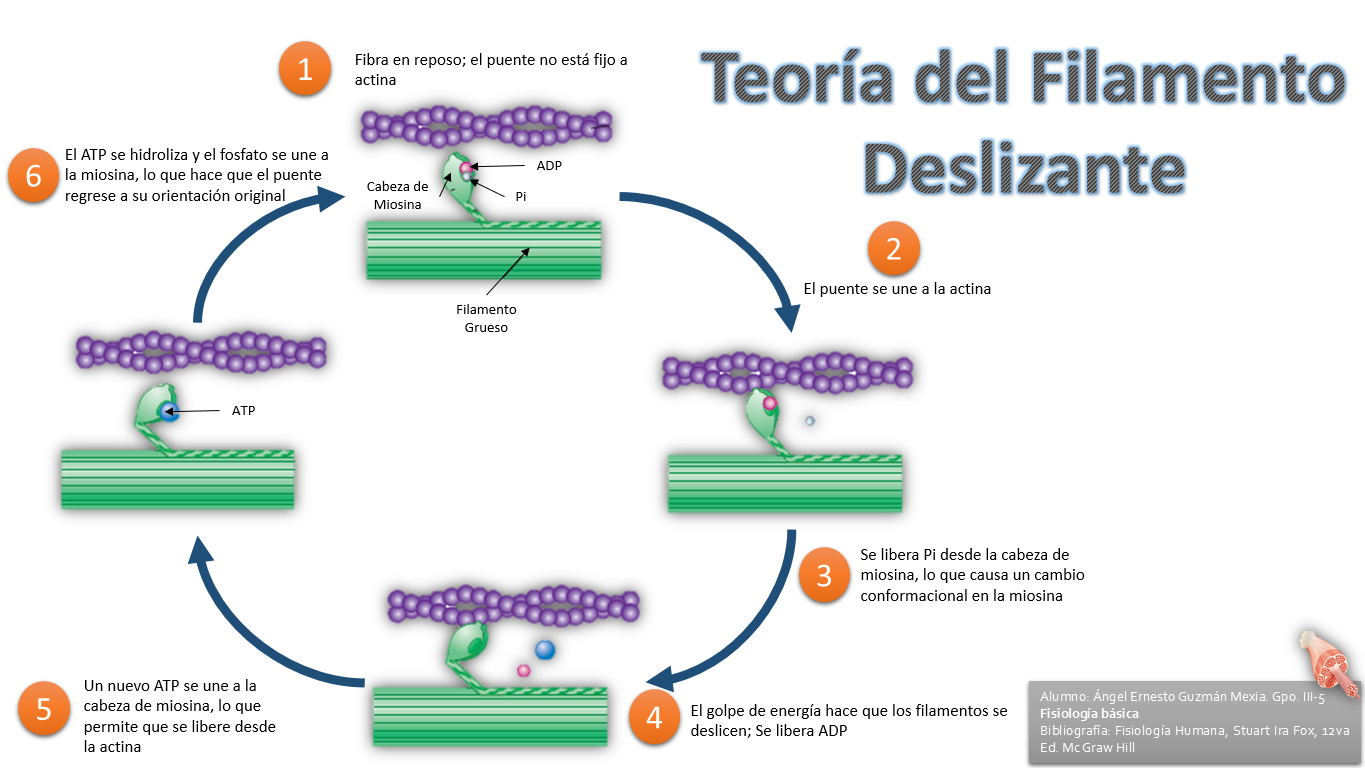 Músculos ESTRUCTURA DEL MUSCULO ESTRIADO Y
