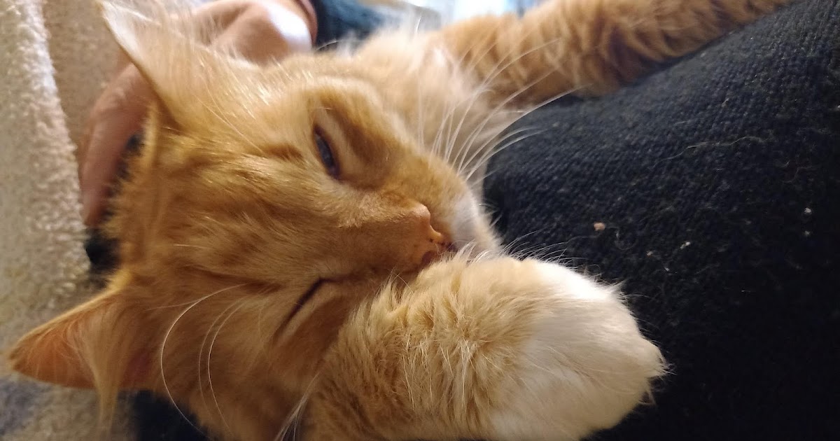 Cat Chit Chat Vet tech lost her cool when she provided advice on