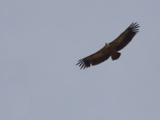 A griffon vulture, cicrling above us on the ascent from Petit Pimené to Pimené