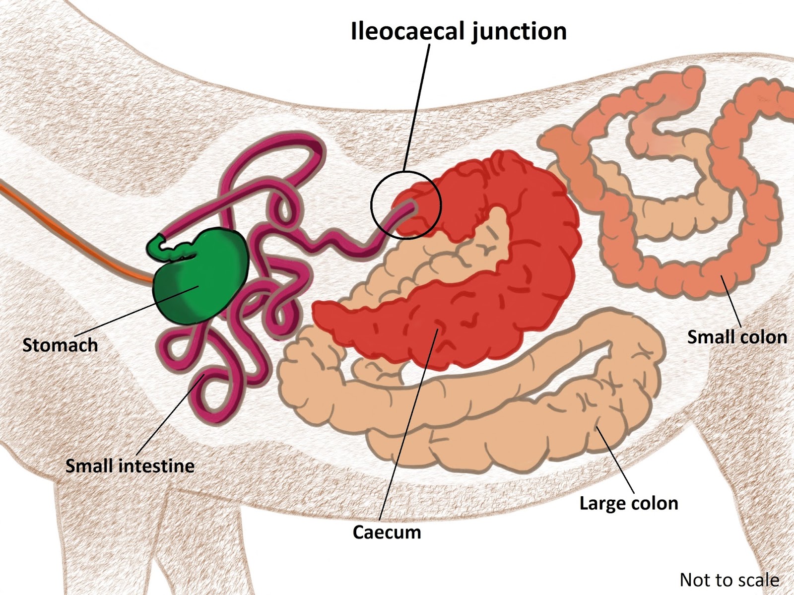 Tapeworm; Understand the facts and manage the risks The Equine Site
