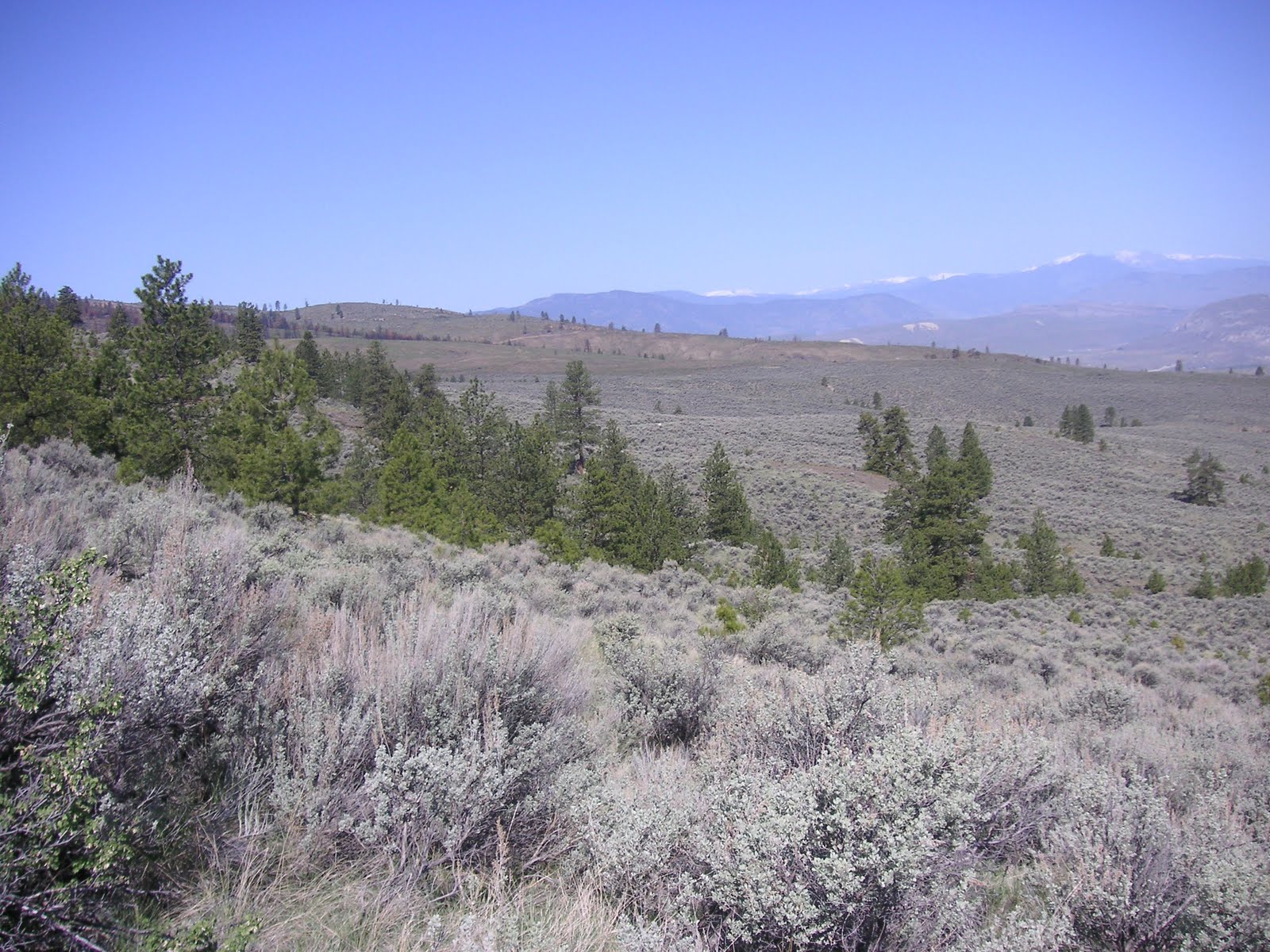 Okanogan Valley Real Estate Blog REDUCED AGAIN! 40 Acres Near Tonasket!
