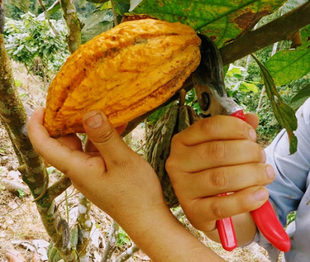 Es muy importante que los implementos de recolección estén bien afilados para evitar el desgarramiento de los cojines florales. Cosecha de mazorcas de cacao utilizando tijeras de podar.