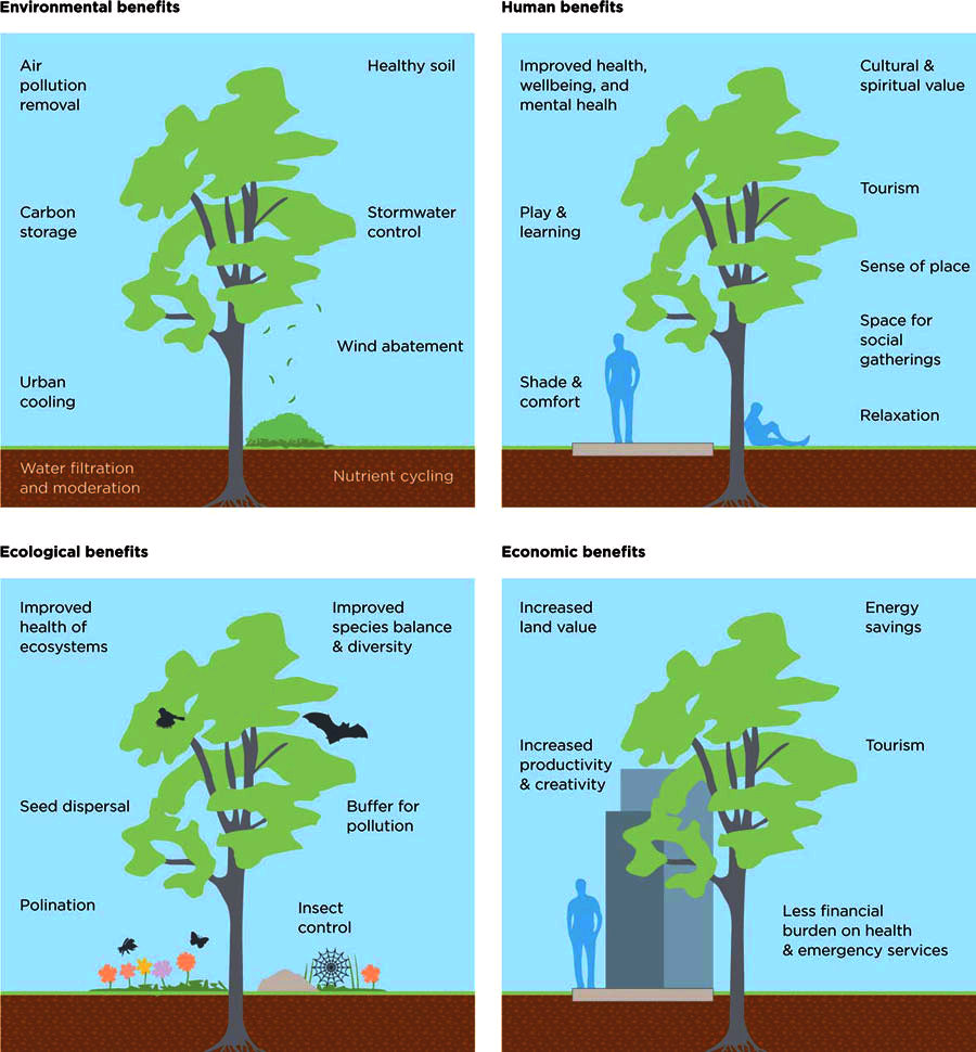 Friends of Drouin's Trees Healthy roots, healthy trees