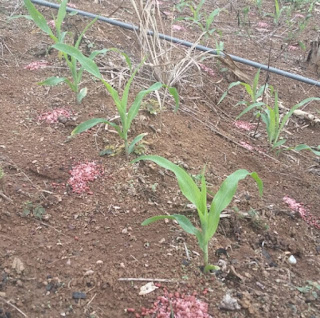 Cara pemberian pupuk untuk tanaman jagung
