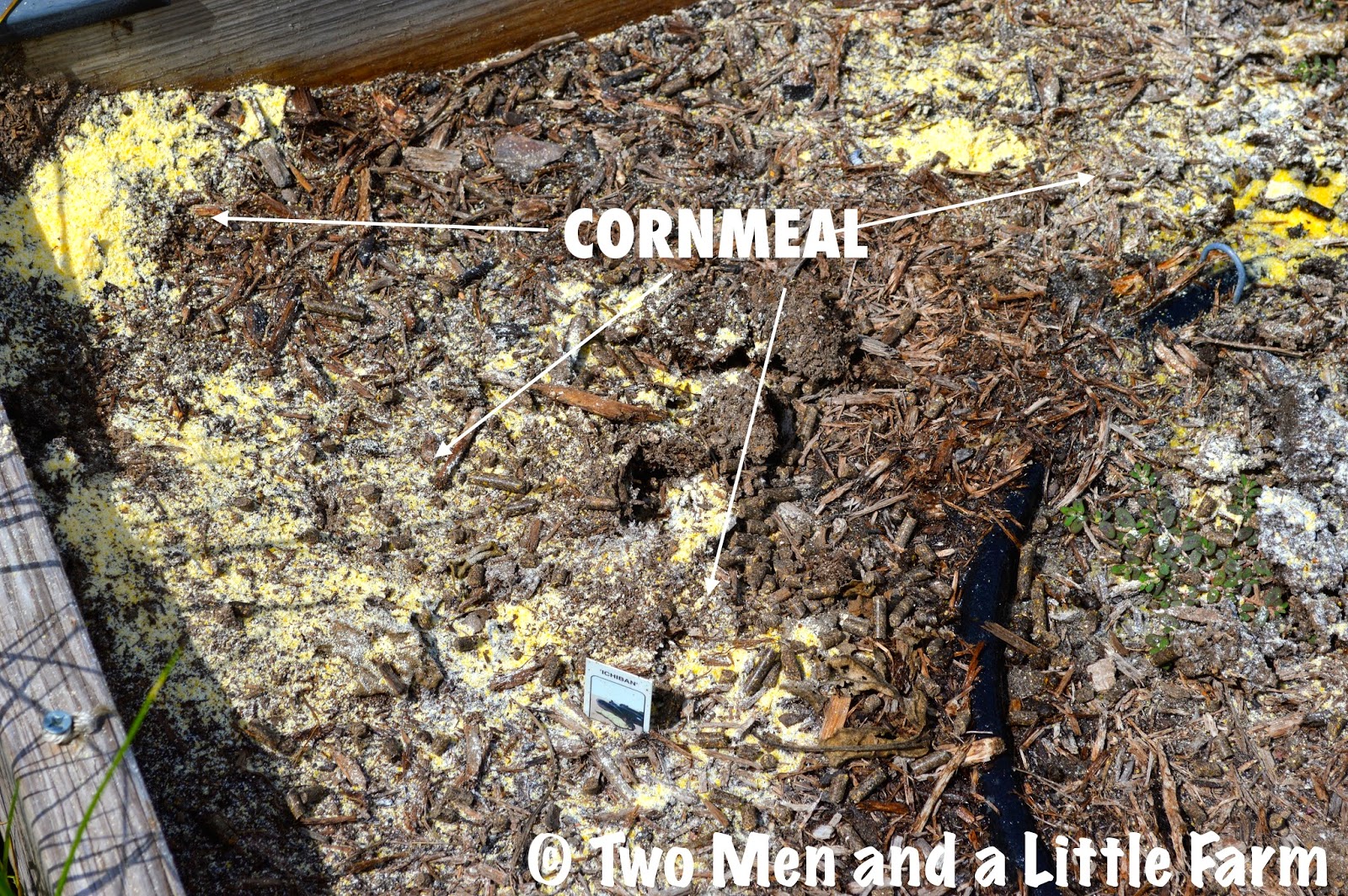 HOw To CRITTERS IN THE GARDEN