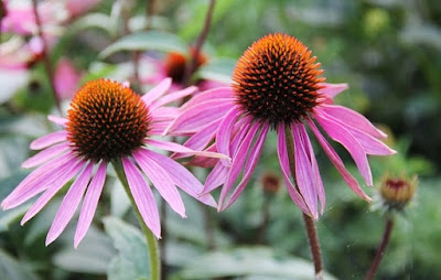 Benefícios da Equinácea - Echinacea purpurea