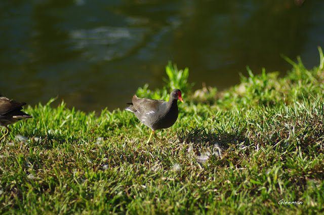 散步。Pentax A*85