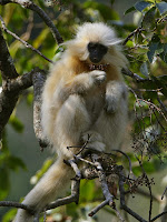 Wild India Monkeys 
