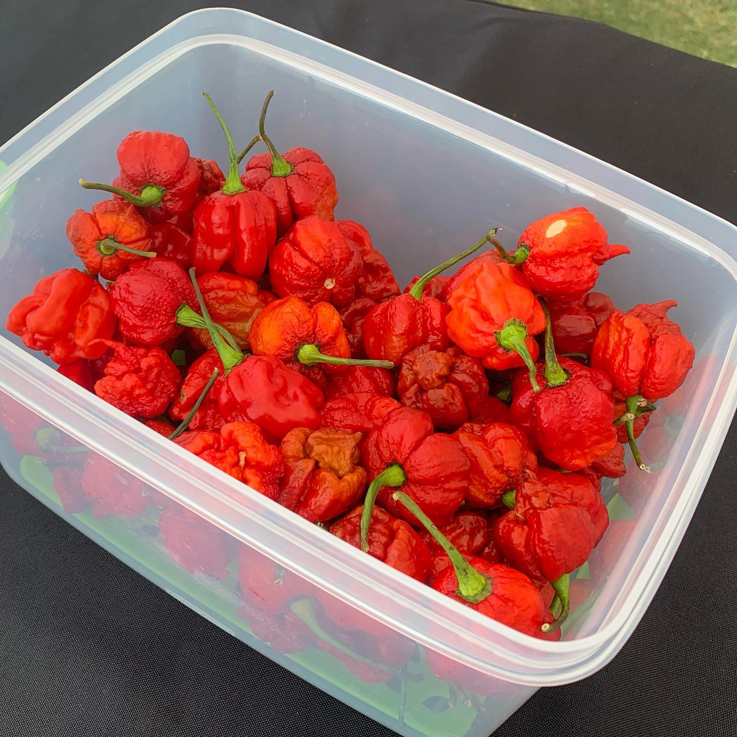 San Diego Pepper Enthusiast Eats 44 Carolina Reapers The World S Hottest Chilis
