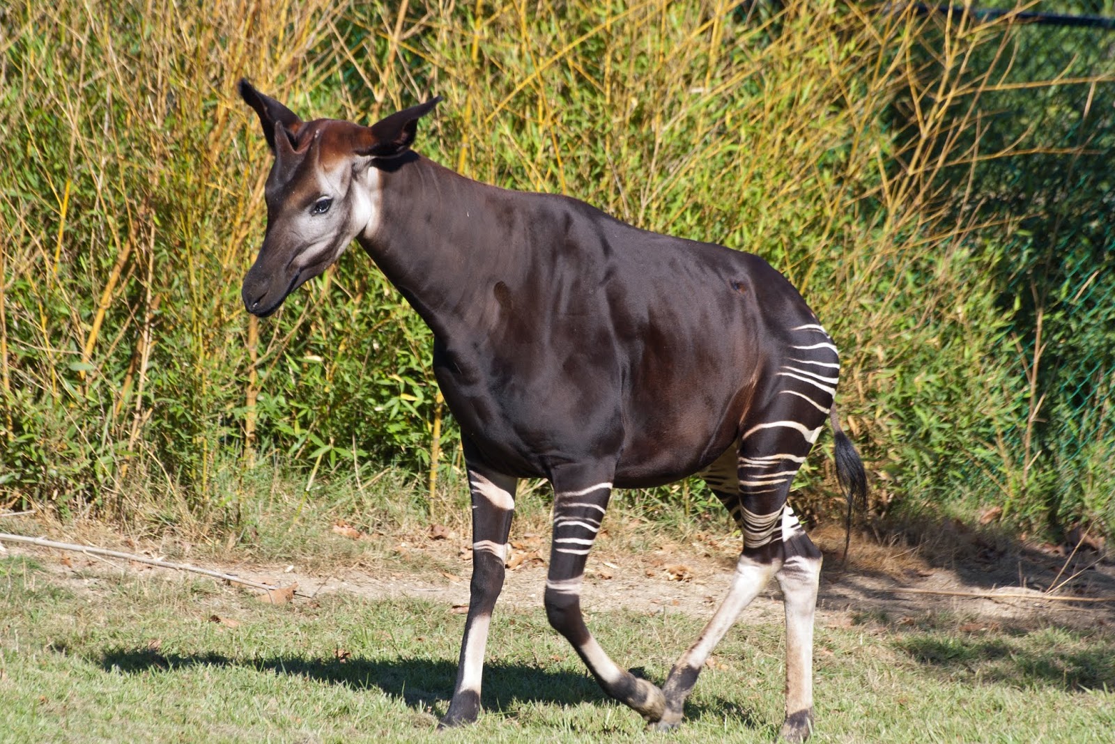 Okapi endangered animal habitat, adaptations & facts