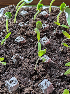 An eggs carton filled with dirt and seedlings growing where each egg would typically be.