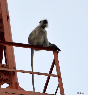 " Monkey watching the solar eclipse,atop a radio tower"
