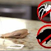 If You Use One Tea Bag You Will Never See Spiders or Mice in Your House Again!