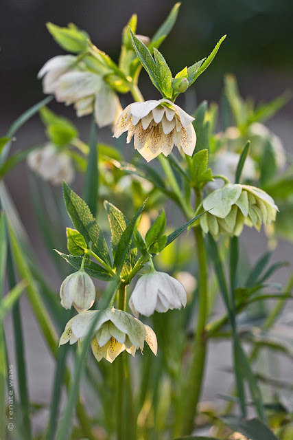 Helleborus orientale - hier eine gefüllte Sorte