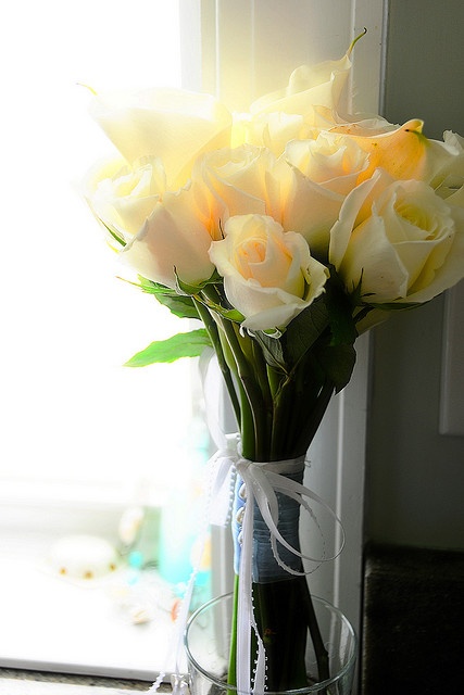 Yellow roses. Rosas Amarillas