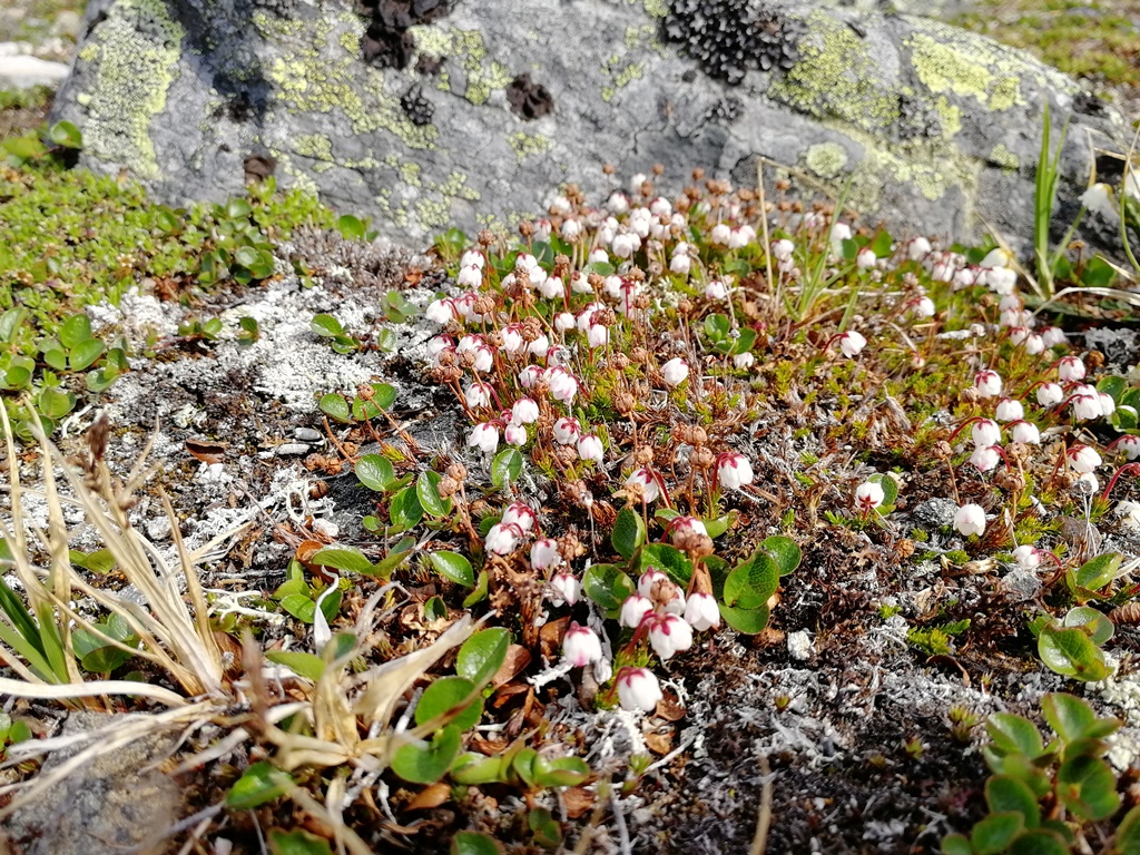 sammalvarpio Halti vaellus