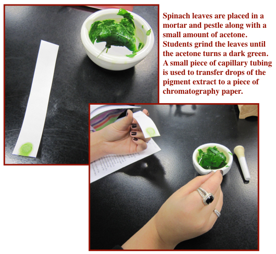 Paper Chromatography Why You Need to Use This in Your Lab The TpT Blog