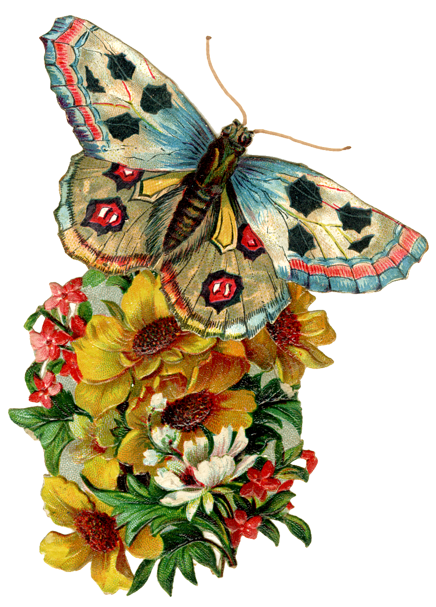 free vintage butterfly clipart - photo #11