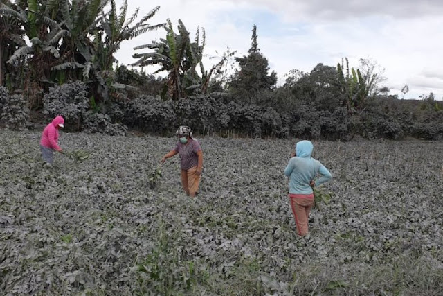 258 hektare tanaman kentang di Karo hancur akibat erupsi Sinabung