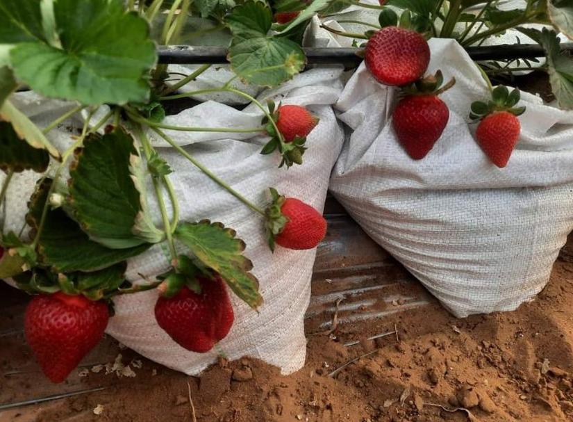 Strawberry Jumbo Manis Fremium Jawa Timur