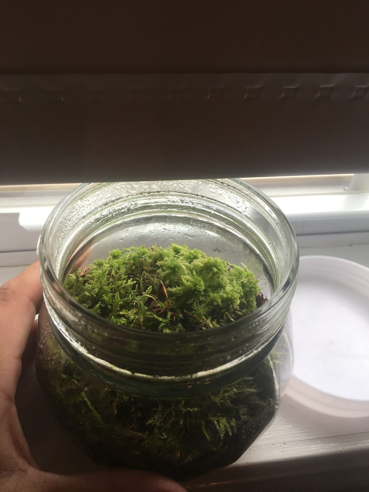 Build a sealed terrarium Blue Collar Sciences