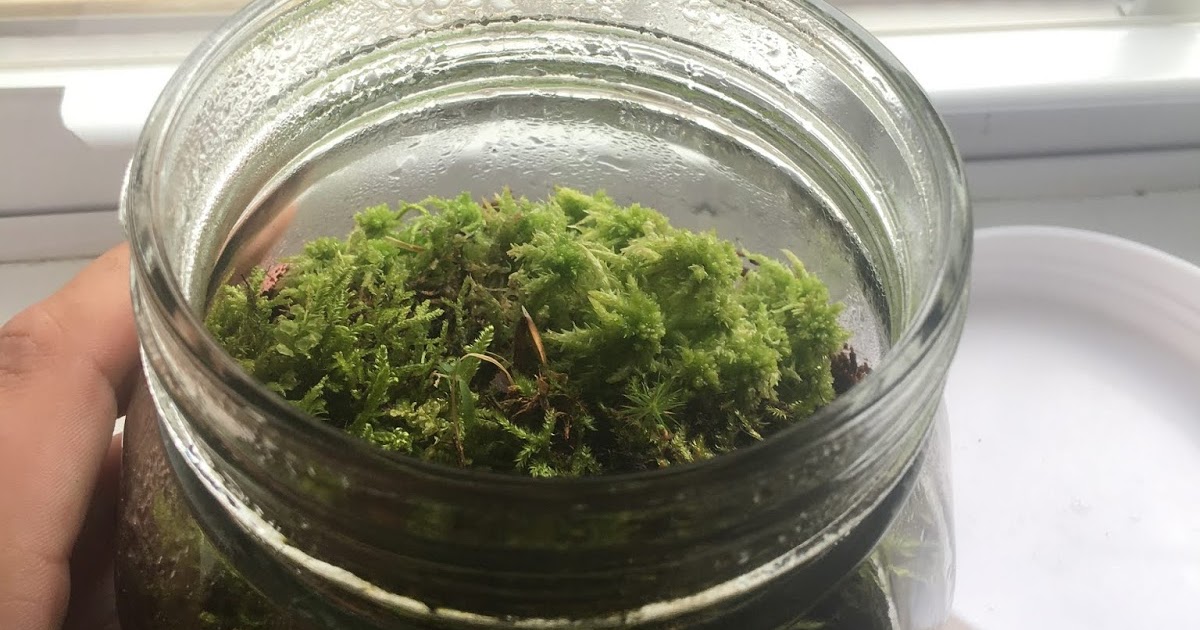 Build a sealed terrarium Blue Collar Sciences