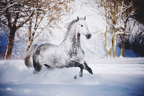 Banco de Imágenes Gratis: 35 fotos de caballos para fondos de celulares -  Horses wallpapers