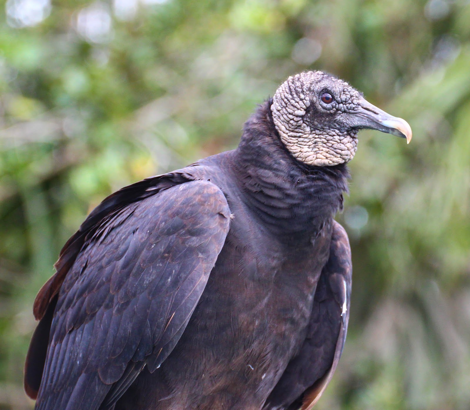 Albums 105+ Pictures Why Do Vultures Sit With Their Wings Open Completed