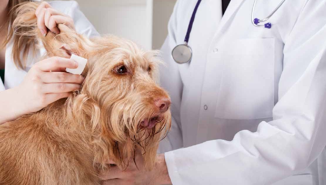 Ostéopathie Chien: Comment Se Déroule La Séance Chez L'ostéopathe Canin?
