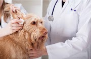 Ostéopathie Chien: comment se déroule la séance chez l’ostéopathe canin? 