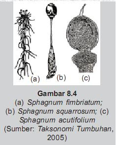 Sphagnum Fimbriatum