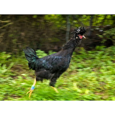 Giovane gallo di razza Polverara nera