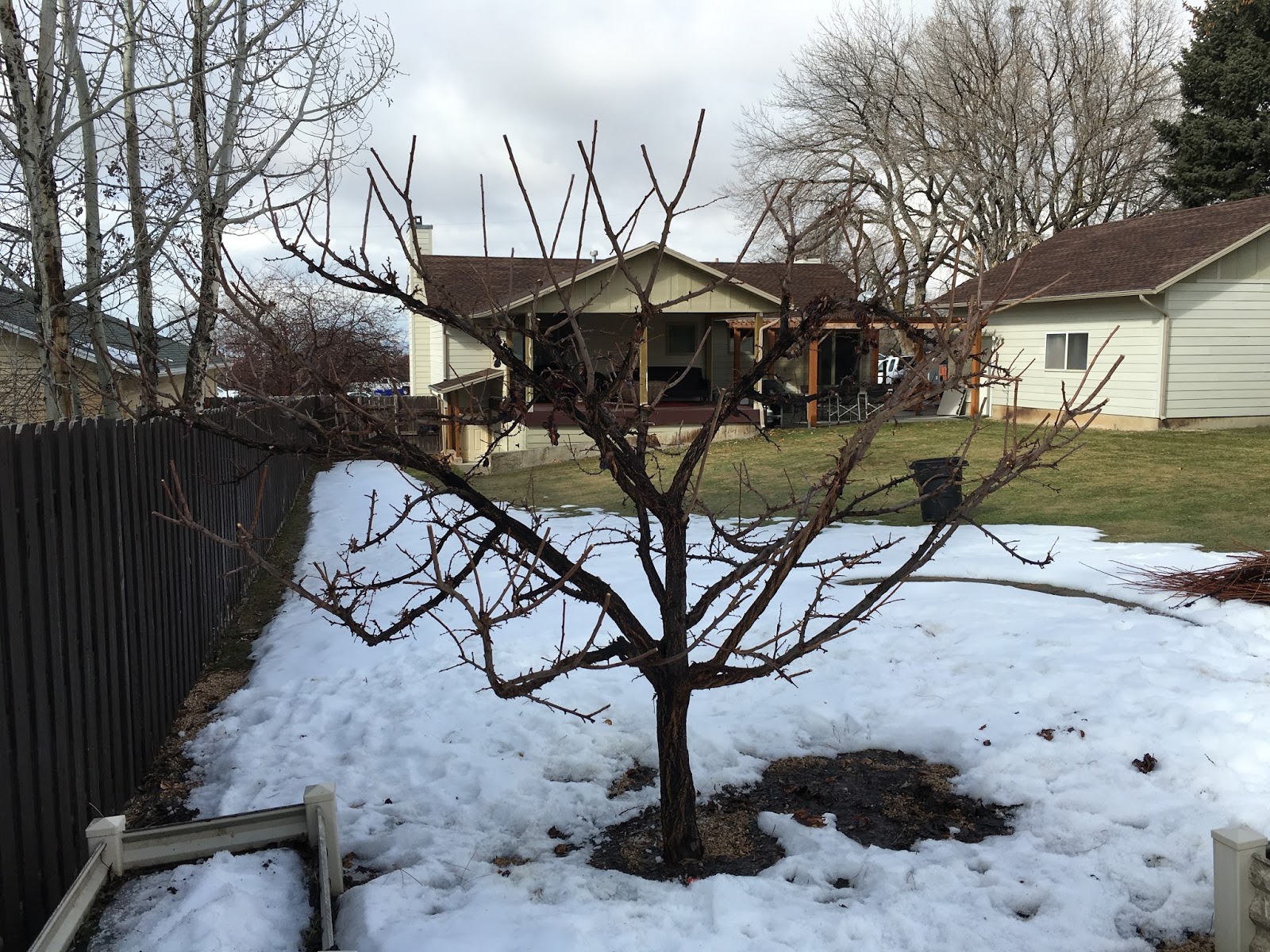 Fruit Tree Pruning at Its Best Four Common Fruit Tree Pruning Forms