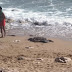 Πρέβεζα:Νεκρή θαλάσσια χελώνα στη Λούτσα 