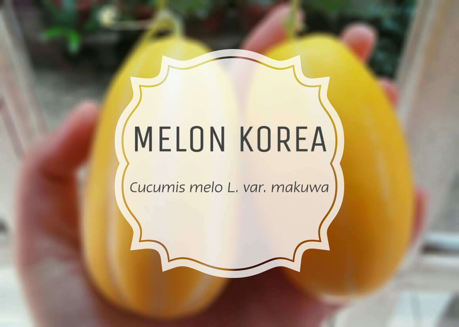 Menanam Melon Korea dalam Pot Voici Mon Secret!
