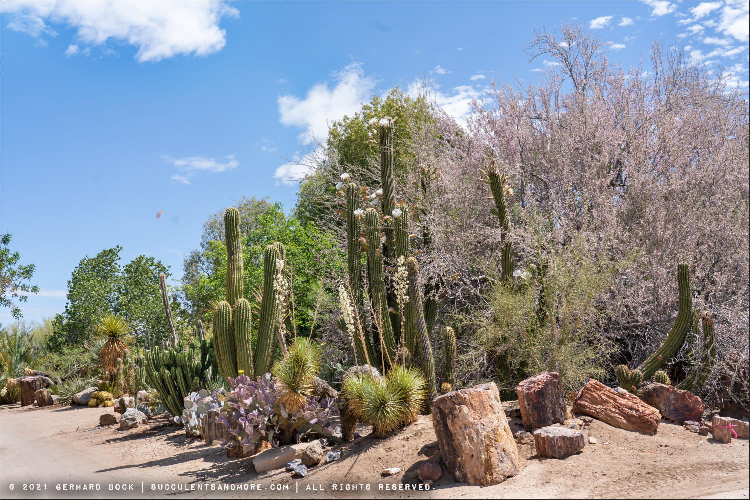 Bach's Cactus Nursery, a mustsee destination in Tucson, AZ (May 2021)