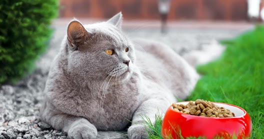 Na Drapaku Blog O Kotach Najlepsza Karma Dla Kota Z Cukrzyca