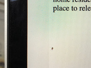 Red mite on laptop