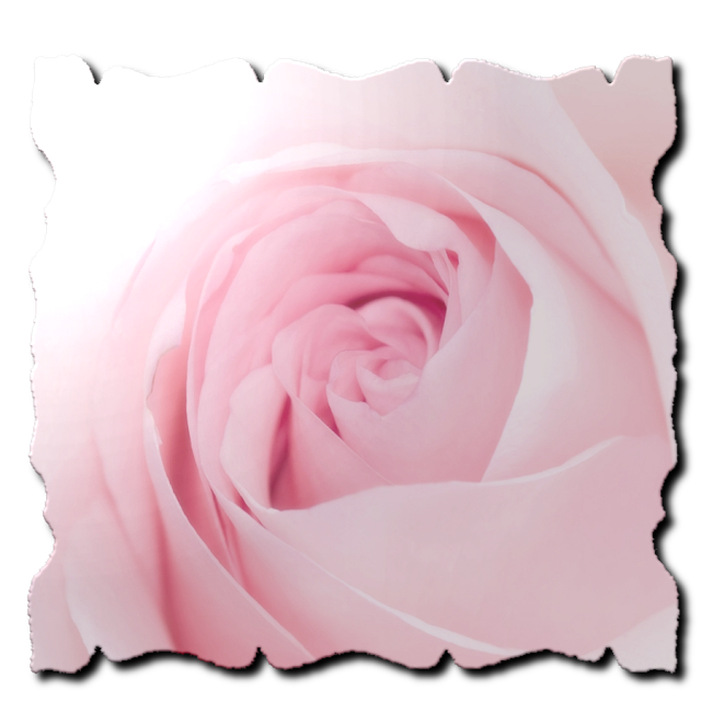 Monica Michielin Alphabets: SOFT PINK ROSE PASTEL ALPHABET SEAMLESS, NUMBERS, ICONS PNG AND