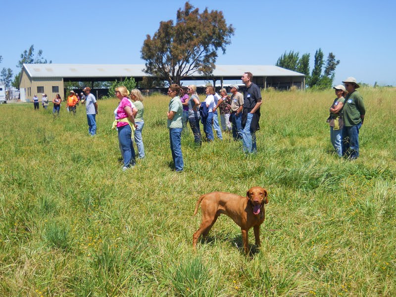 redbirddog a hungarian pointer (vizsla) blog Vizsla Hunt and Field