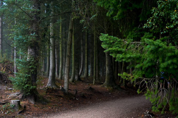 Haldon Forest, Exploring Devon, Forestry England