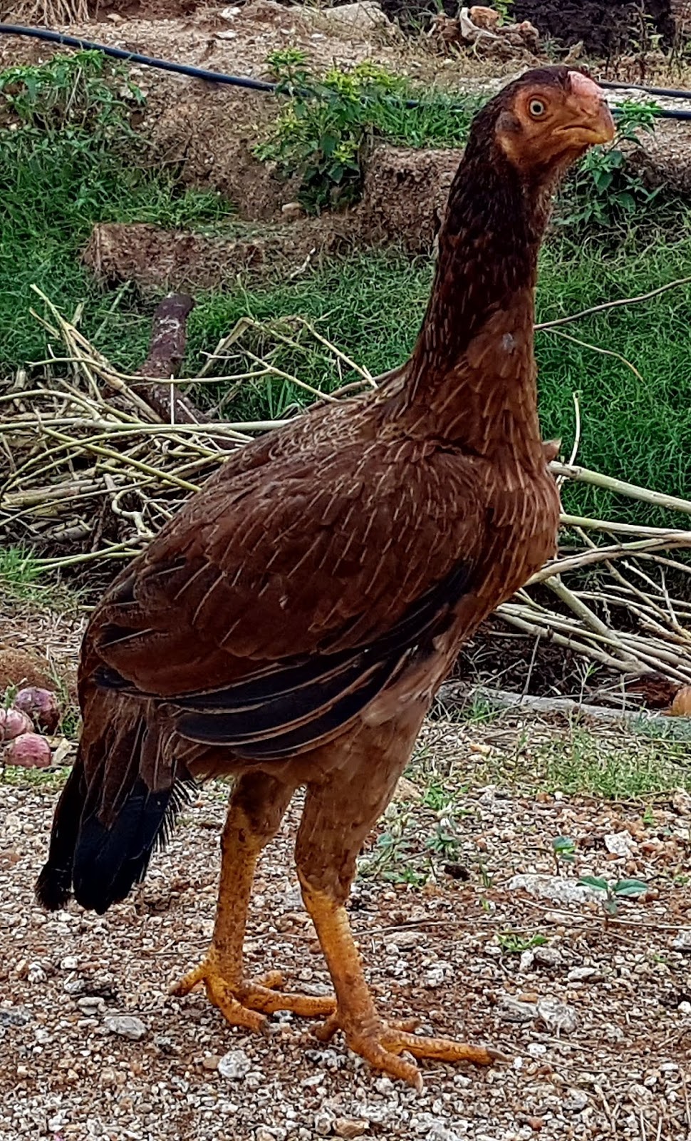 Parrot beak long tail aseels