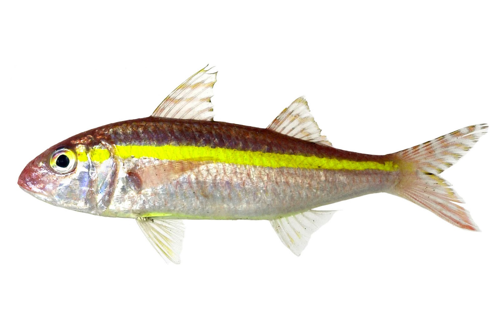 Jenis - Jenis Ikan Air Laut Ekonomis Penting [Bagian 15] - Lalaukan