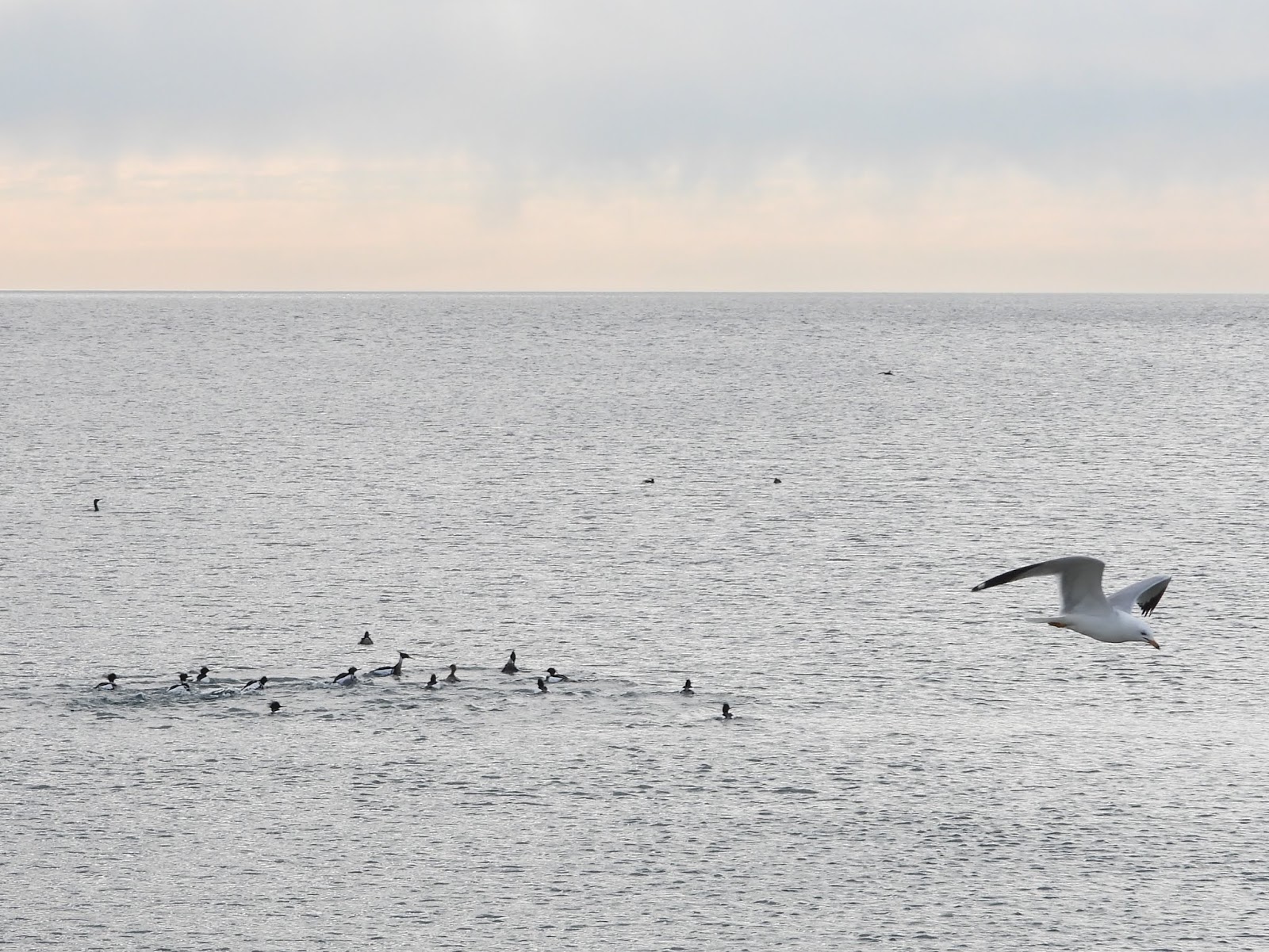 Bird & Travel Photos, Birding Sites, Bird Information A RINGBILLED