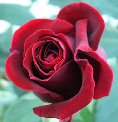 flores rosa rosas colores varios aromatica muy