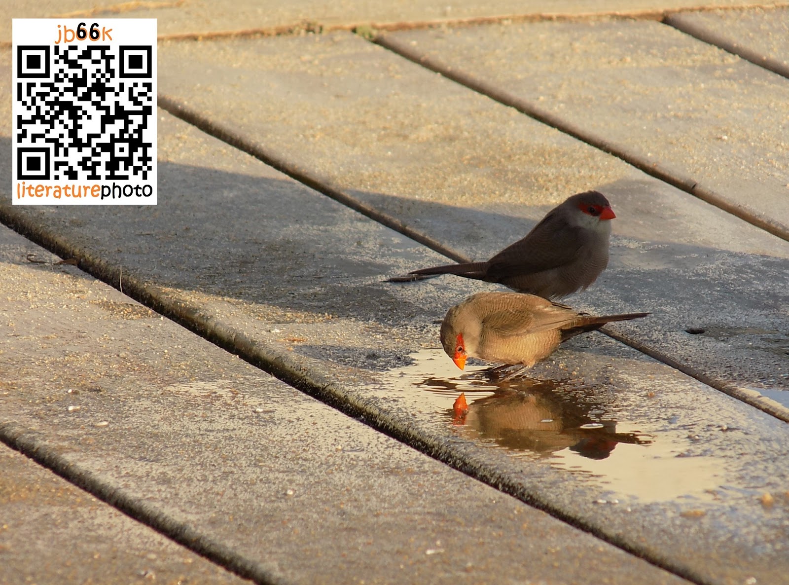 The Cure Pictures Of You