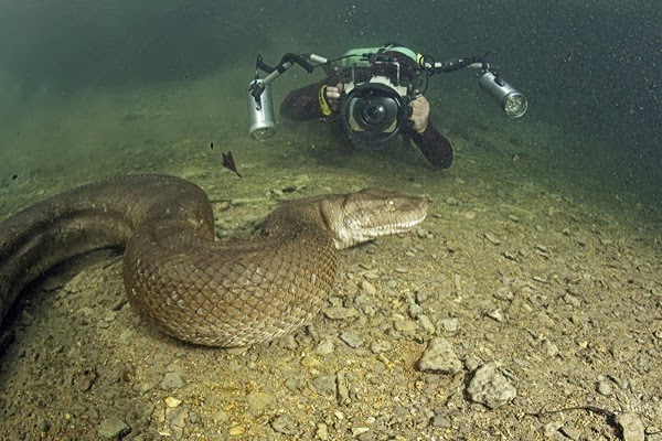 8 Meter Anaconda | Tops Entertainment
