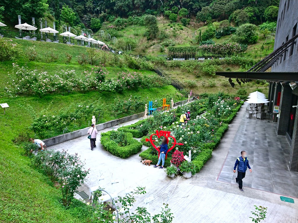 苗栗景點,雅聞七里香玫瑰森林,苗栗親子旅遊