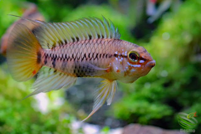 Apistogramma Viejita / CL: unknown